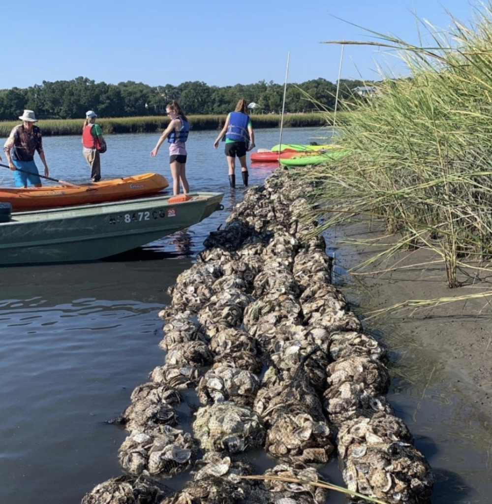 Oyster Shells